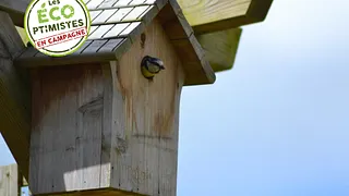 Comment aider les oiseaux au printemps ?