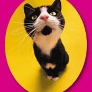 Cat C