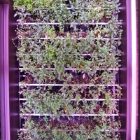 Mojito Lab