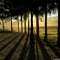 Paysages & Portraits Floraux