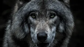 RENCONTRE DÉPLIÉE : « MÉNAGER LA CHÈVRE ET LE LOUP »