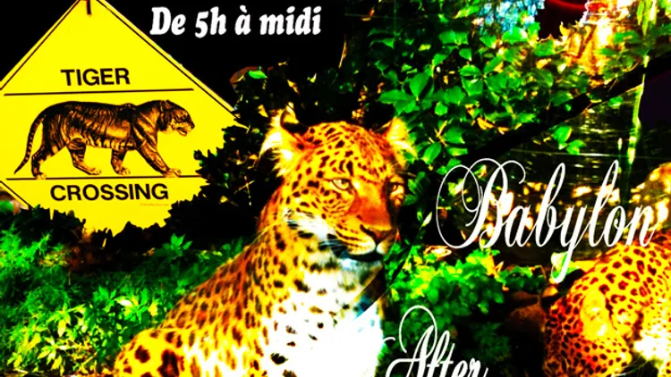 After Sunday Time Jungle