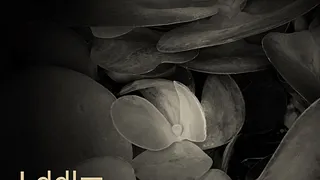 LDDLM