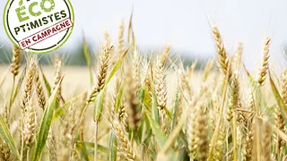 Débat - Le Gluten, info ou intox ?