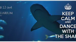 Dance With The Shark