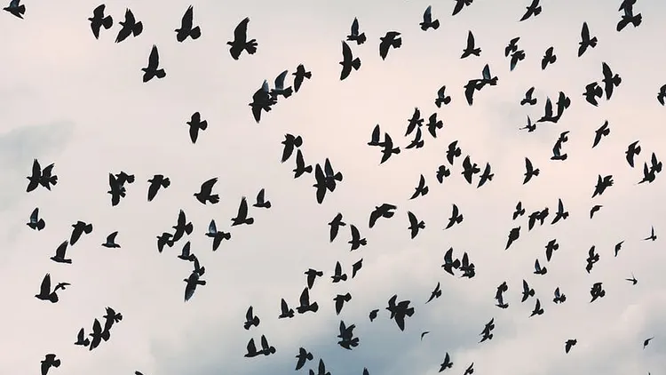 Les oiseaux de notre hiver
