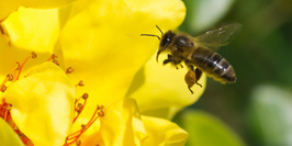 Fête du miel et des abeilles