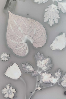 Atelier phytographie