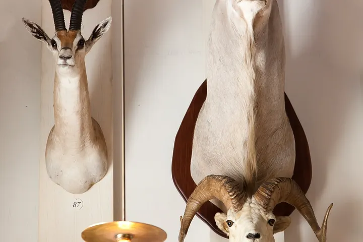 Musée de la Chasse et de la Nature