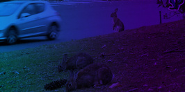 [PROJECTION + RENCONTRE] Les lapins du rond-point de la Porte Maillot