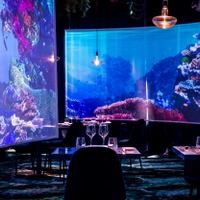 Under the sea
