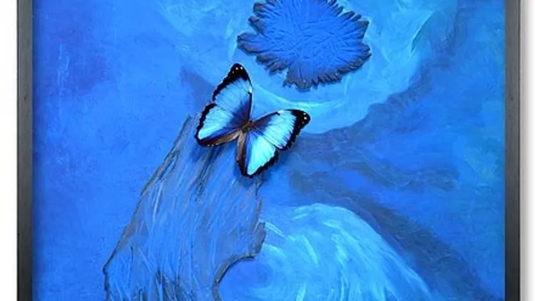 Exposition PAPILLONS de Michel Belloin