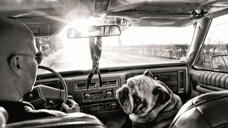 Exposition "Mon anglais est un bulldog - Projet H." de Fico
