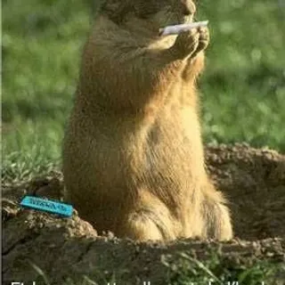 SWEB L