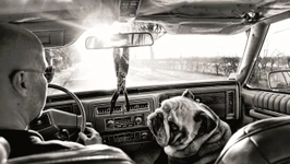 Exposition "Mon anglais est un bulldog - Projet H." de Fico