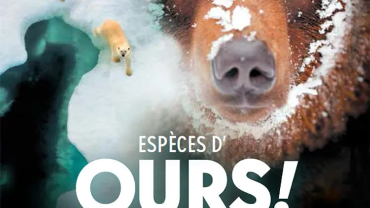 Espèces d’Ours