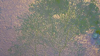 Mimosa Echard - Spora