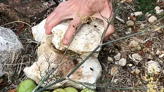 La Senora de Las Nueces — Abraham Cruzvillegas