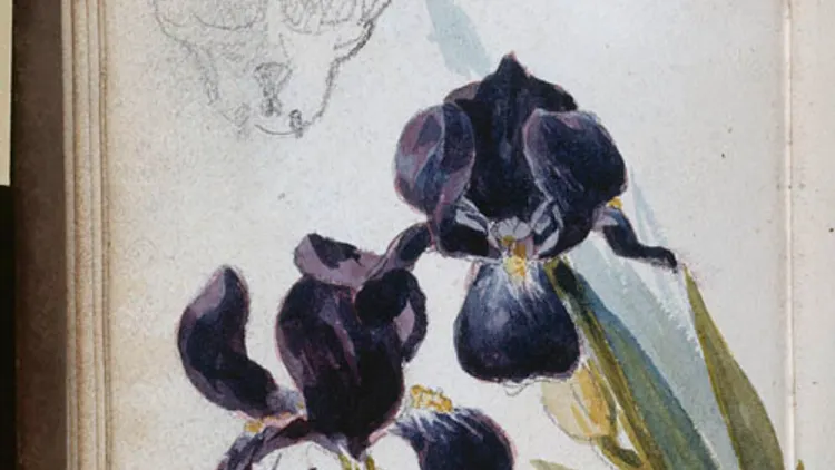 Des fleurs en hiver
