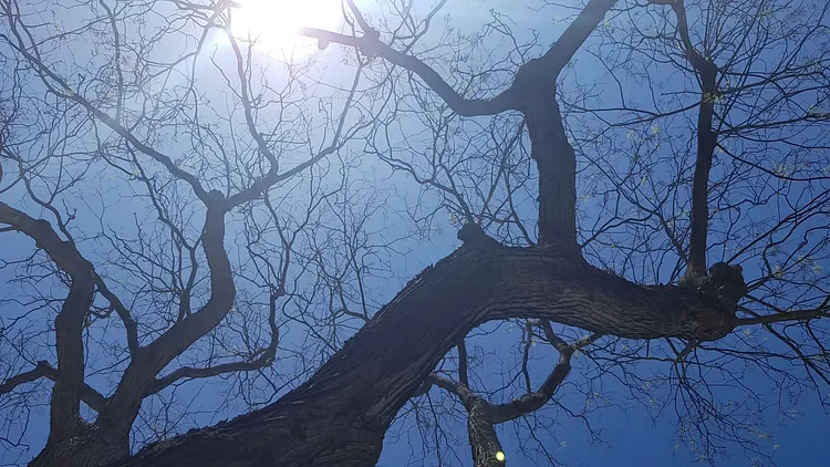 Arbre | Compagnie Love Labo | Art for Nature
