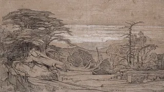 Le cèdre, « vert diadème » des cimes de Méditerranée