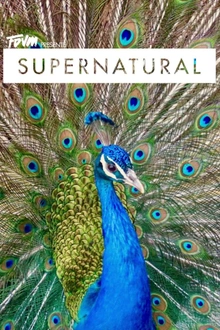 Faust x Supernatural : Tez Cadey, FDVM, Lude