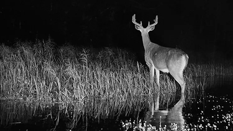 Exposition L'Intérieur de la nuit - George Shiras