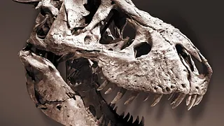 Un T.Rex à Paris