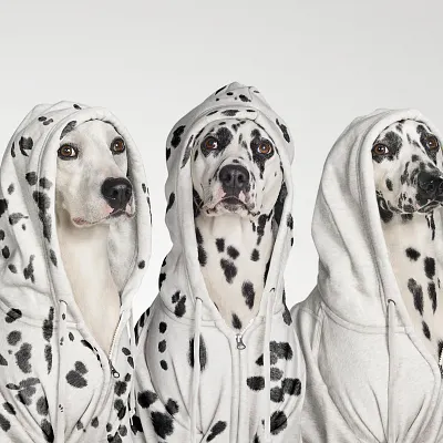 Woof, l'expo au poil à la galerie Sakura