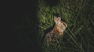 FOCUS #11 / La Chasse au lapin