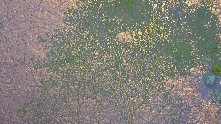 Mimosa Echard - Spora