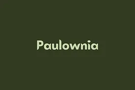 Paulownia