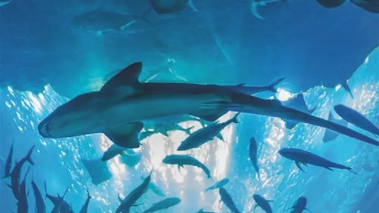 Afterwork @ Aquarium de Paris (NEFS)