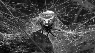 Carte Blanche à Tomás Saraceno