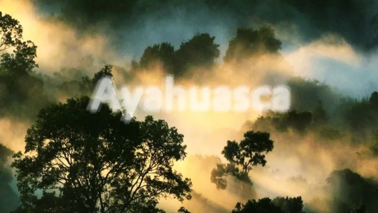 Ayahuasca: Be Svendsen (live), Milo Häfliger, Sander, Guest