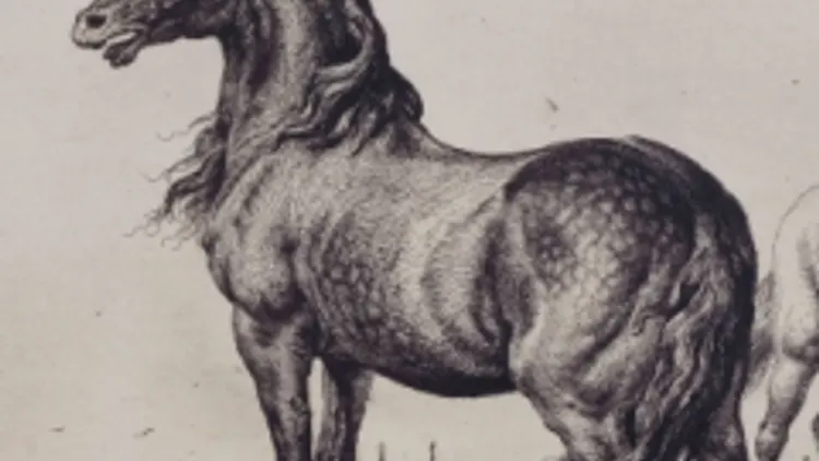 Vivre avec les animaux du XVIIe siècle
