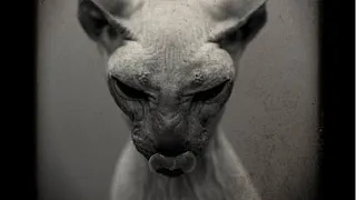 DIVINORUM - cabaret freaks