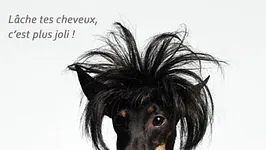 Haircut stratagem
