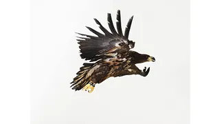 Exposition L'oiseau volé