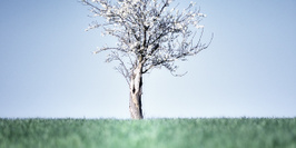 "Sérénissime nature" les arbres photographiés par Gilles Molinier