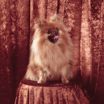 Des portraits en vogue à l'exposition « Cheese »