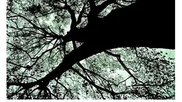 DEEPLY ROOTED