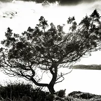 Paysages & Portraits Floraux