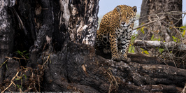 exposition "Retour de mission - Pantanal : un Eden en danger", rencontre avec Brent Stirton