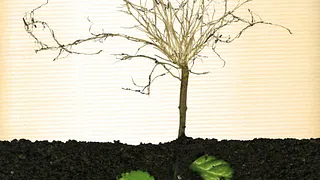 Le Jardin de reconnaissance