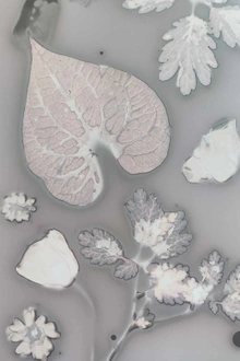 Atelier phytographie