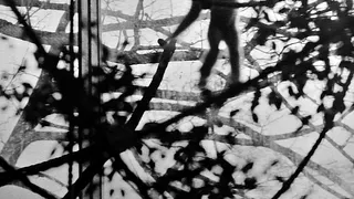 Diana Michener, Anima, Animals