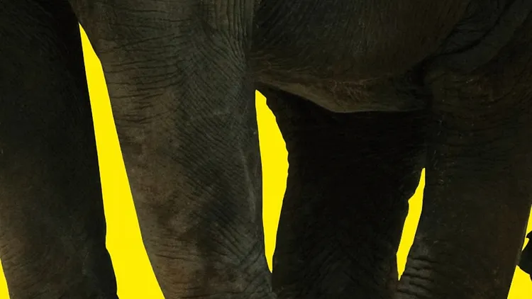OCHO Y MEDIA : EL ELEFANTE