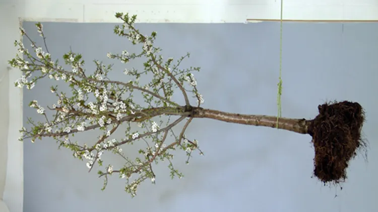 L'arbre de Vie