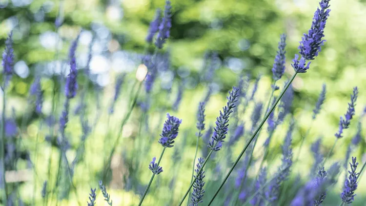Atelier Infusions au jardin avec la naturopathe Alena Jacob Vencovska